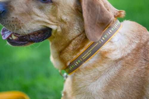 AHA Dog Collar