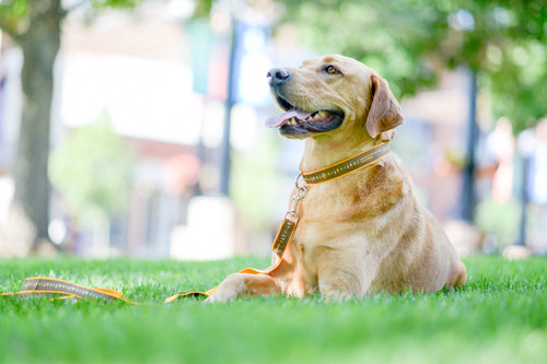 AHA Dog Leash