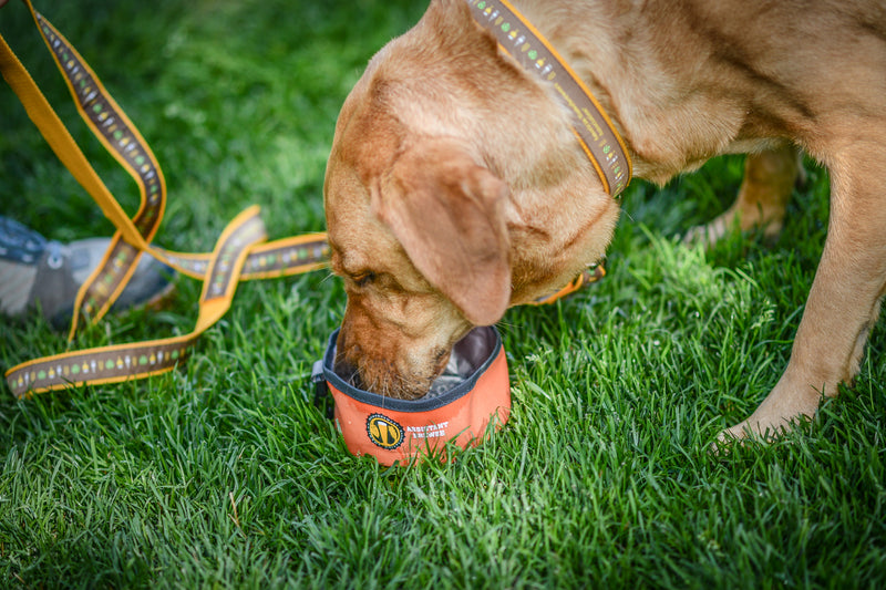 AHA Pet Bowl